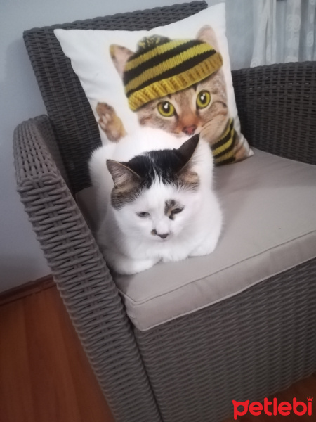 Laperm, Kedi  Ayyaş Diego fotoğrafı
