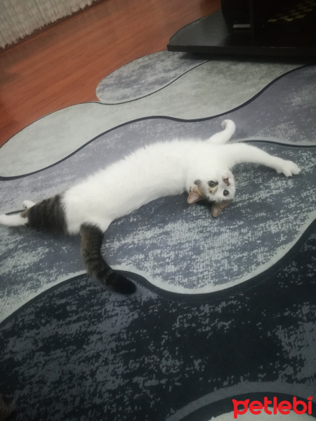 Laperm, Kedi  Ayyaş Diego fotoğrafı