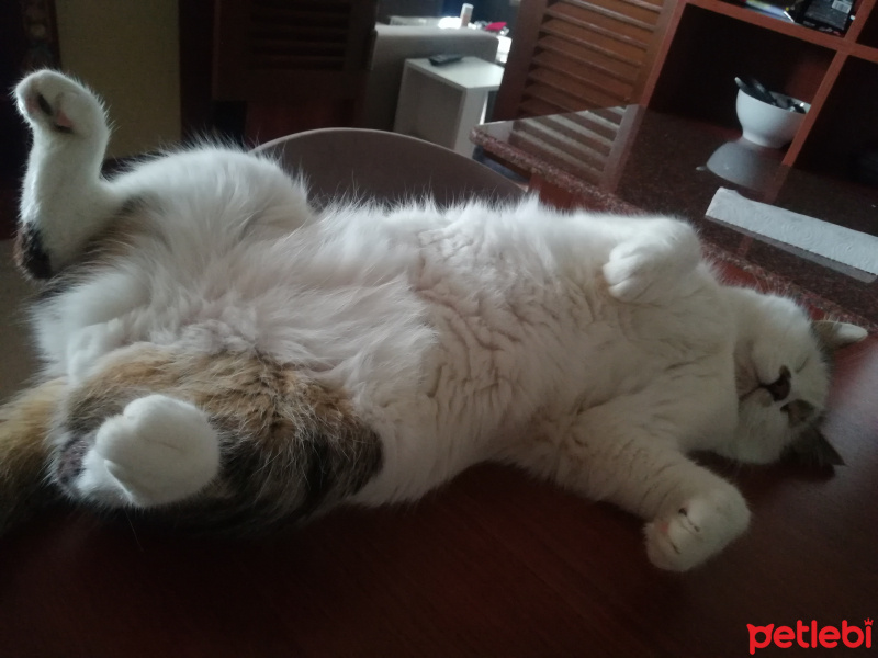 Laperm, Kedi  Ayyaş Diego fotoğrafı