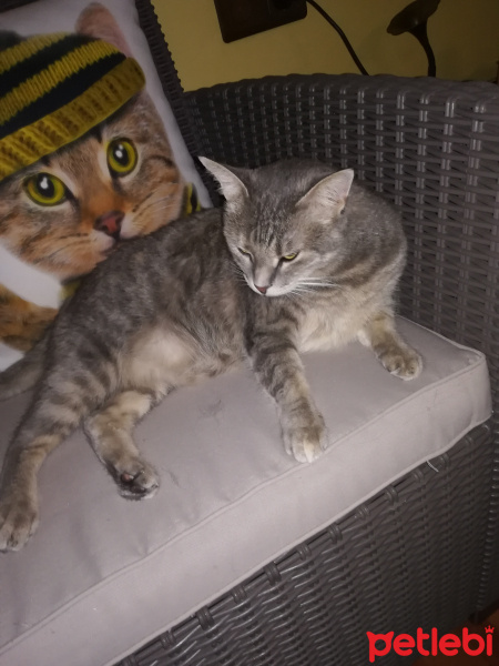 Tekir Kedi, Kedi  Frida Pelinsu fotoğrafı