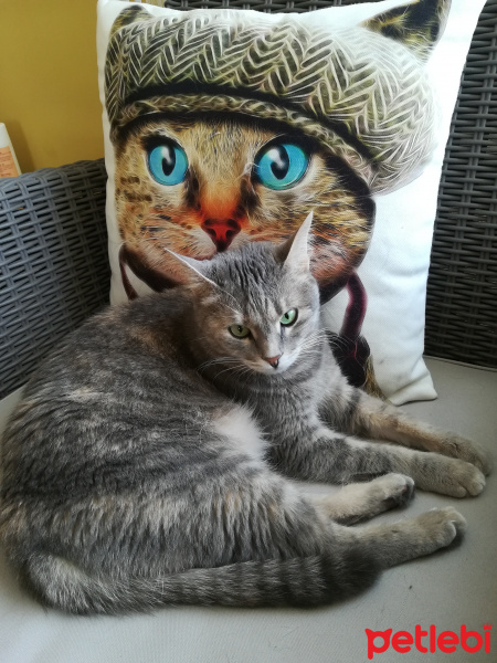 Tekir Kedi, Kedi  Frida Pelinsu fotoğrafı