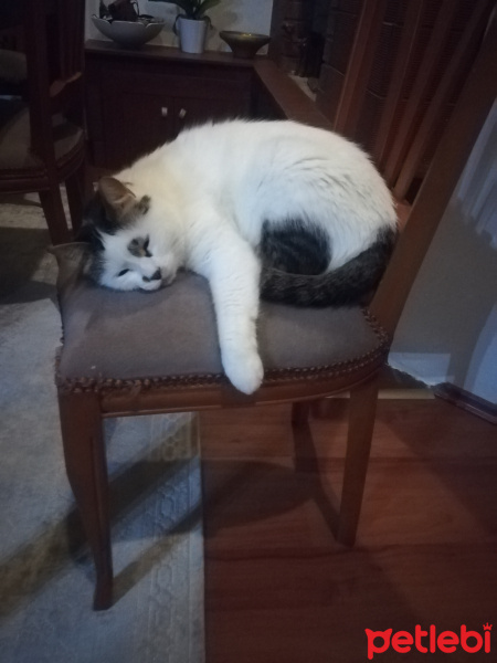 Tekir Kedi, Kedi  Frida Pelinsu fotoğrafı