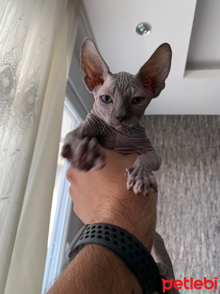 Sphynx, Kedi  Pablo fotoğrafı