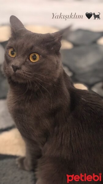 Nebelung, Kedi  NEGRO fotoğrafı