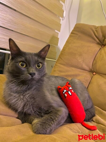 Nebelung, Kedi  NEGRO fotoğrafı