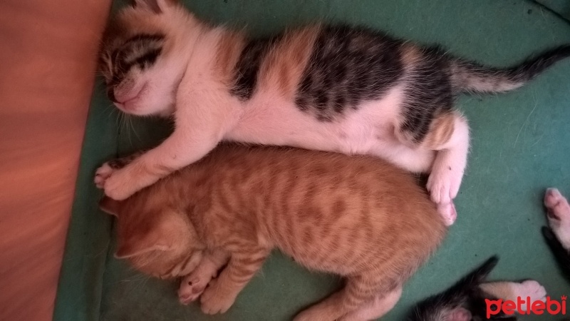 Tekir Kedi, Kedi  Bebekler fotoğrafı