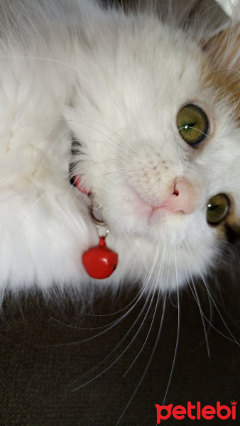 Tekir Kedi, Kedi  Helen fotoğrafı