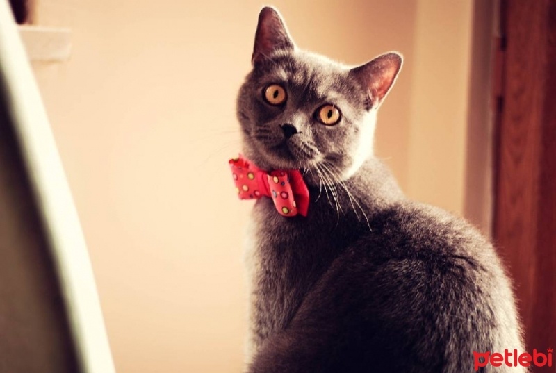 British Shorthair, Kedi  Kül fotoğrafı