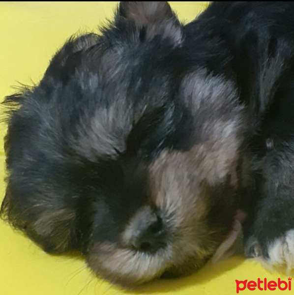 Maltese, Köpek  Pepper fotoğrafı
