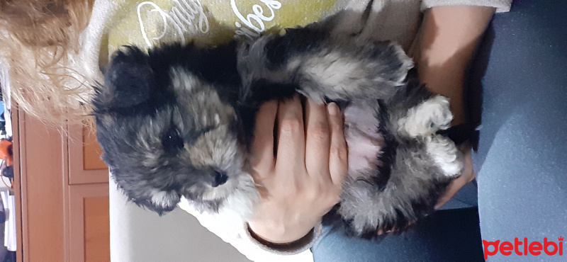Maltese, Köpek  Pepper fotoğrafı