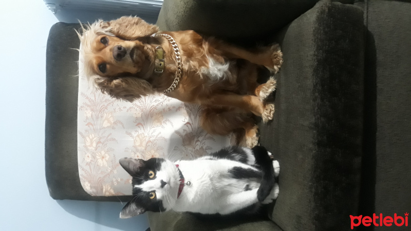 İngiliz Cocker Spaniel, Köpek  Tali fotoğrafı
