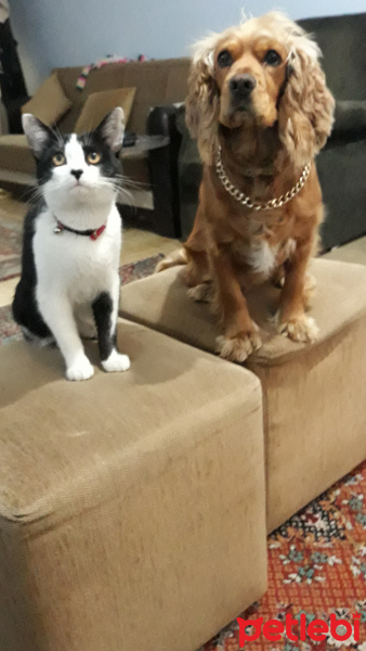 İngiliz Cocker Spaniel, Köpek  Tali fotoğrafı