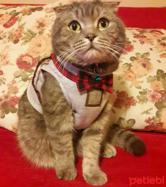 Scottish Fold, Kedi  PONCİK fotoğrafı
