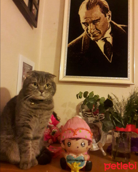 Scottish Fold, Kedi  PONCİK fotoğrafı