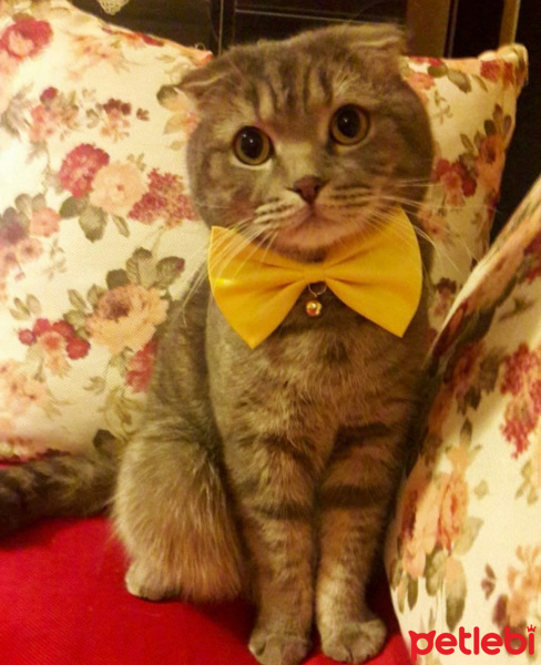 Scottish Fold, Kedi  PONCİK fotoğrafı