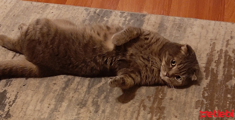 Scottish Fold, Kedi  PONCİK fotoğrafı
