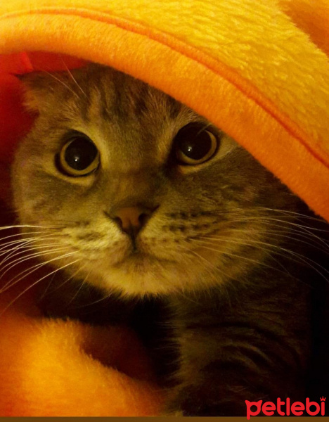 Scottish Fold, Kedi  PONCİK fotoğrafı