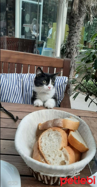 Scottish Fold, Kedi  PONCİK fotoğrafı