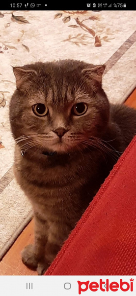 Scottish Fold, Kedi  PONCİK fotoğrafı