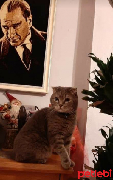 Scottish Fold, Kedi  PONCİK fotoğrafı