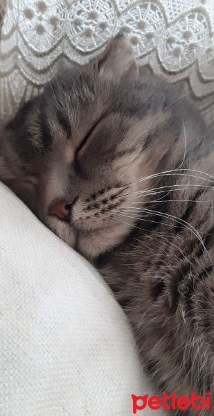 Scottish Fold, Kedi  PONCİK fotoğrafı