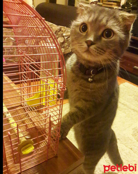 Scottish Fold, Kedi  PONCİK fotoğrafı