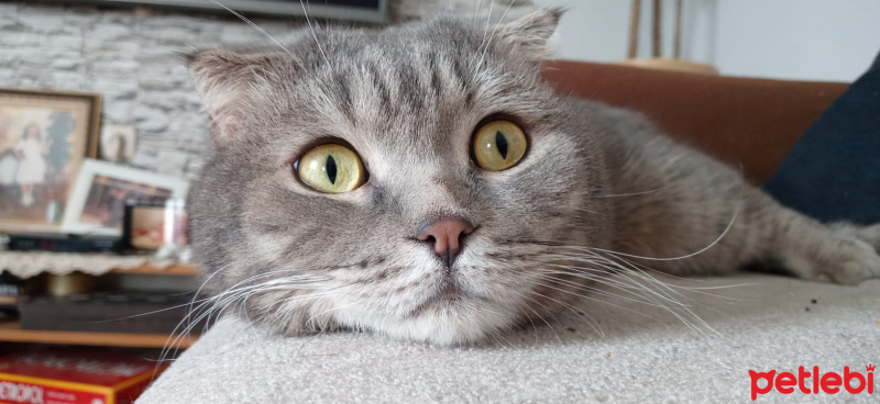 Scottish Fold, Kedi  PONCİK fotoğrafı