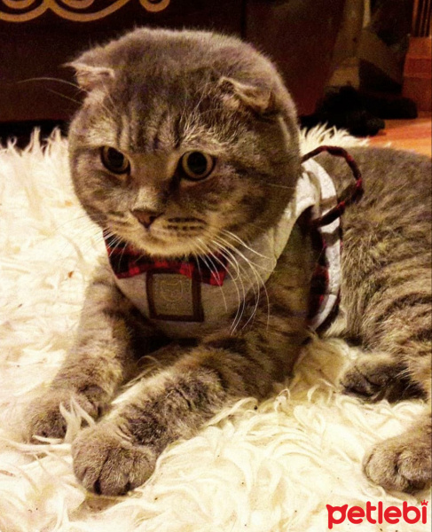 Scottish Fold, Kedi  PONCİK fotoğrafı