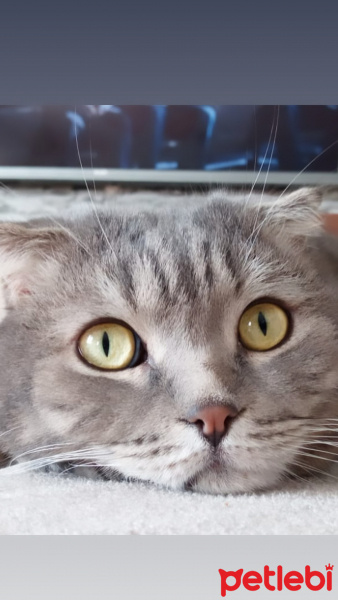 Scottish Fold, Kedi  PONCİK fotoğrafı