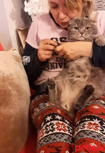 Scottish Fold, Kedi  PONCİK fotoğrafı