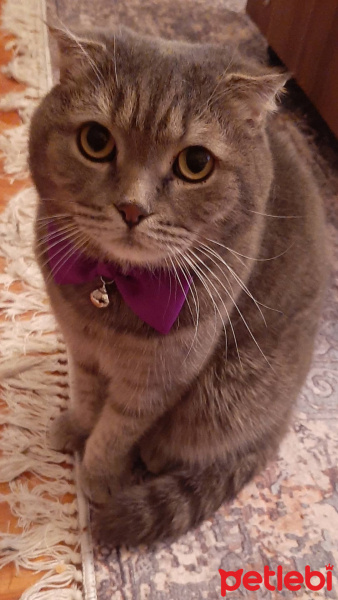Scottish Fold, Kedi  PONCİK fotoğrafı