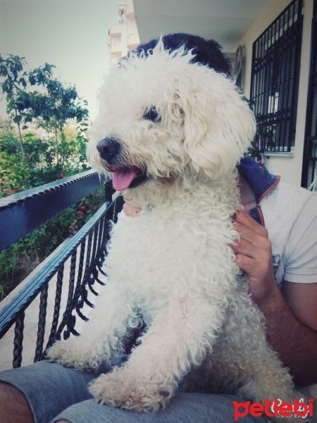 Maltese, Köpek  Pupy fotoğrafı