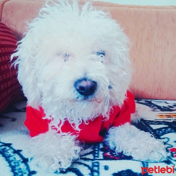 Maltese, Köpek  Pupy fotoğrafı