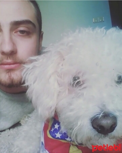 Maltese, Köpek  Pupy fotoğrafı