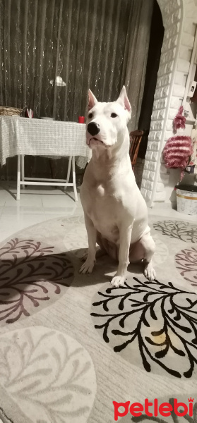 Dogo Arjantin, Köpek  Hera fotoğrafı