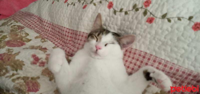 Tekir Kedi, Kedi  Şila fotoğrafı