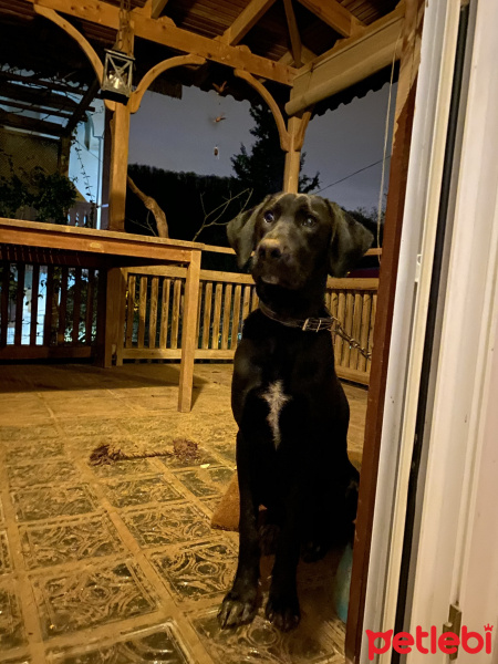 Sokö (Sokak Köpeği), Köpek  Oscar fotoğrafı
