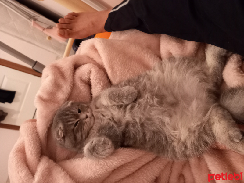 Scottish Fold, Kedi  Gölge fotoğrafı