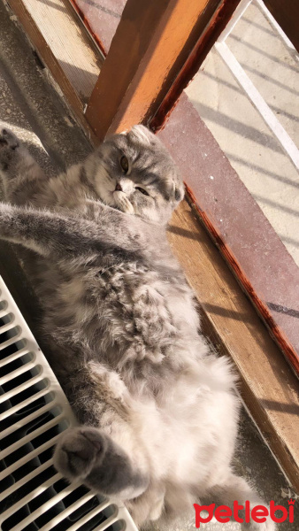 Scottish Fold, Kedi  Gölge fotoğrafı