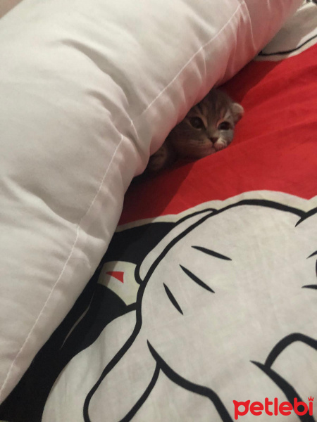 Scottish Fold, Kedi  Gölge fotoğrafı
