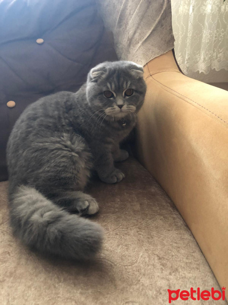 Scottish Fold, Kedi  Gölge fotoğrafı