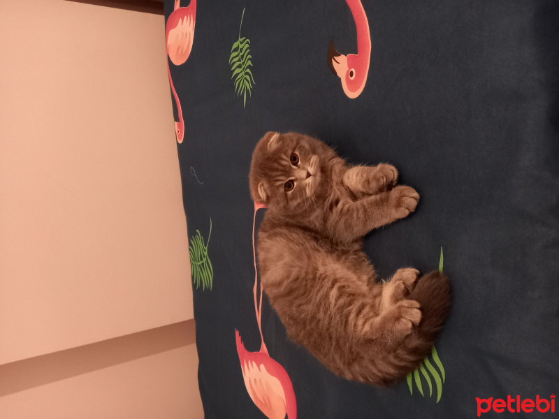Scottish Fold, Kedi  Gölge fotoğrafı