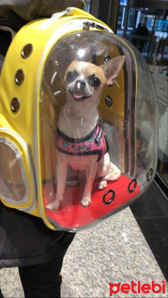 Chihuahua, Köpek  nico fotoğrafı