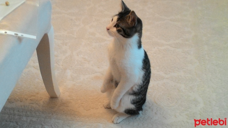 Tekir Kedi, Kedi  Poncik fotoğrafı