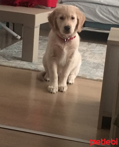 Golden Retriever, Köpek  Ares fotoğrafı
