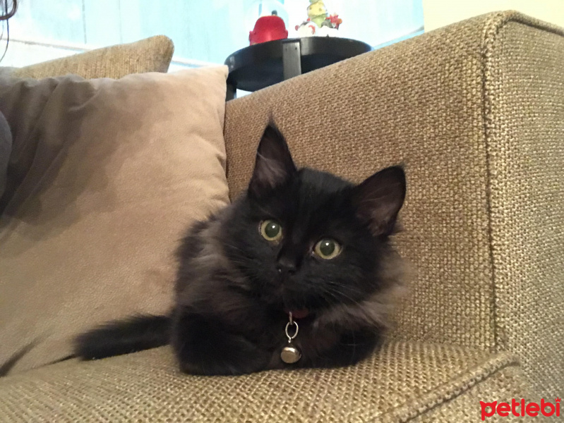 Tiffany/Chantilly, Kedi  Zeytin fotoğrafı