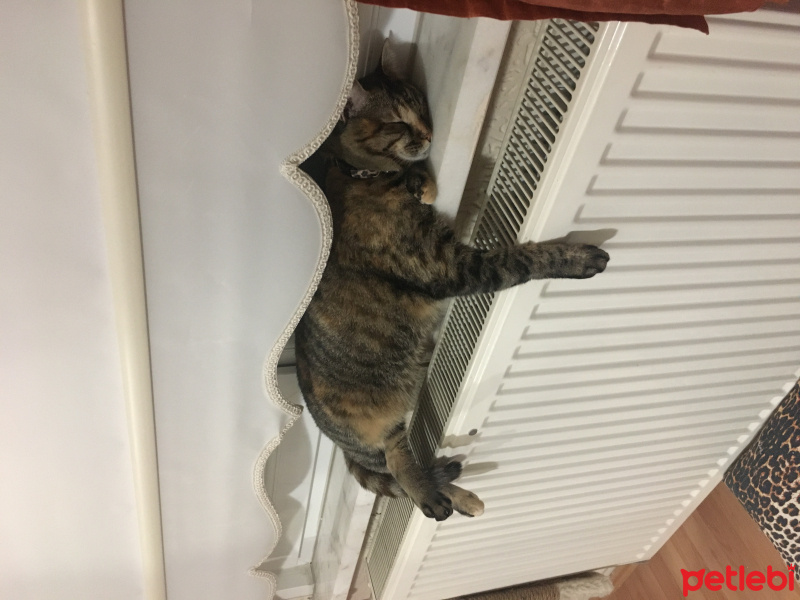 Tekir Kedi, Kedi  Hera fotoğrafı