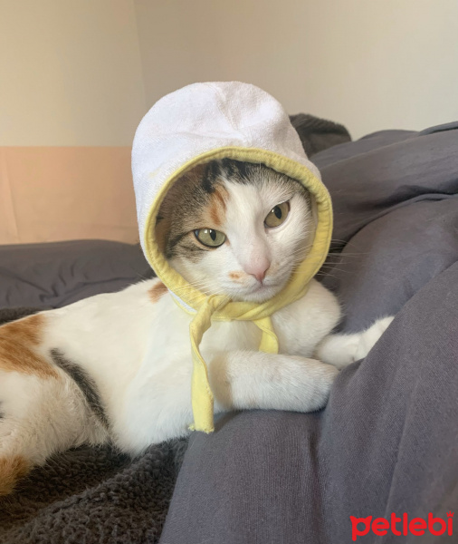 Sarman, Kedi  Bal fotoğrafı
