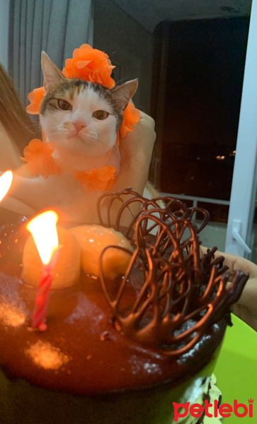 Sarman, Kedi  Bal fotoğrafı