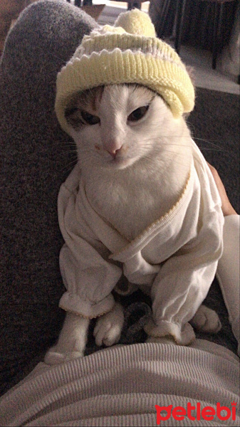 Sarman, Kedi  Bal fotoğrafı